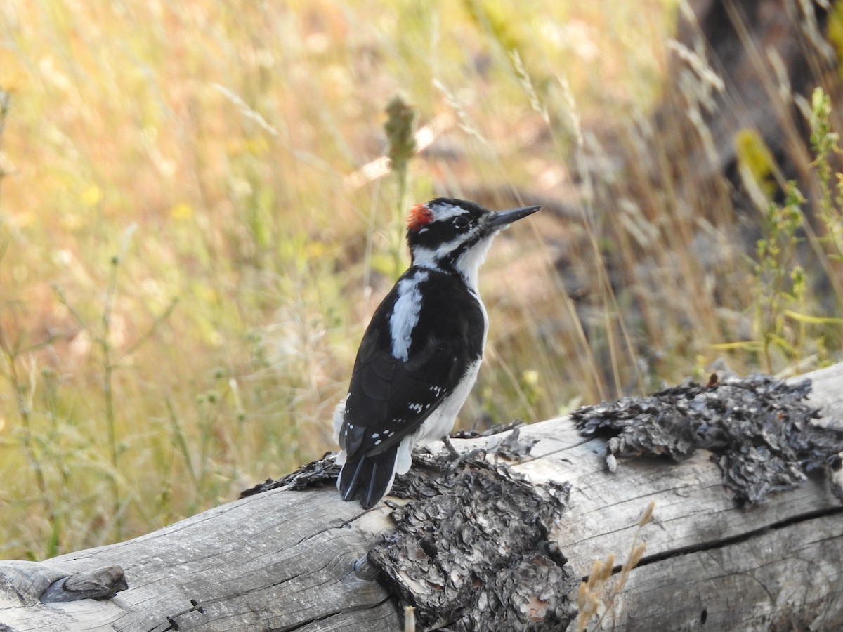 Hairy Woodpecker (Rocky Mts.) - ML640720973