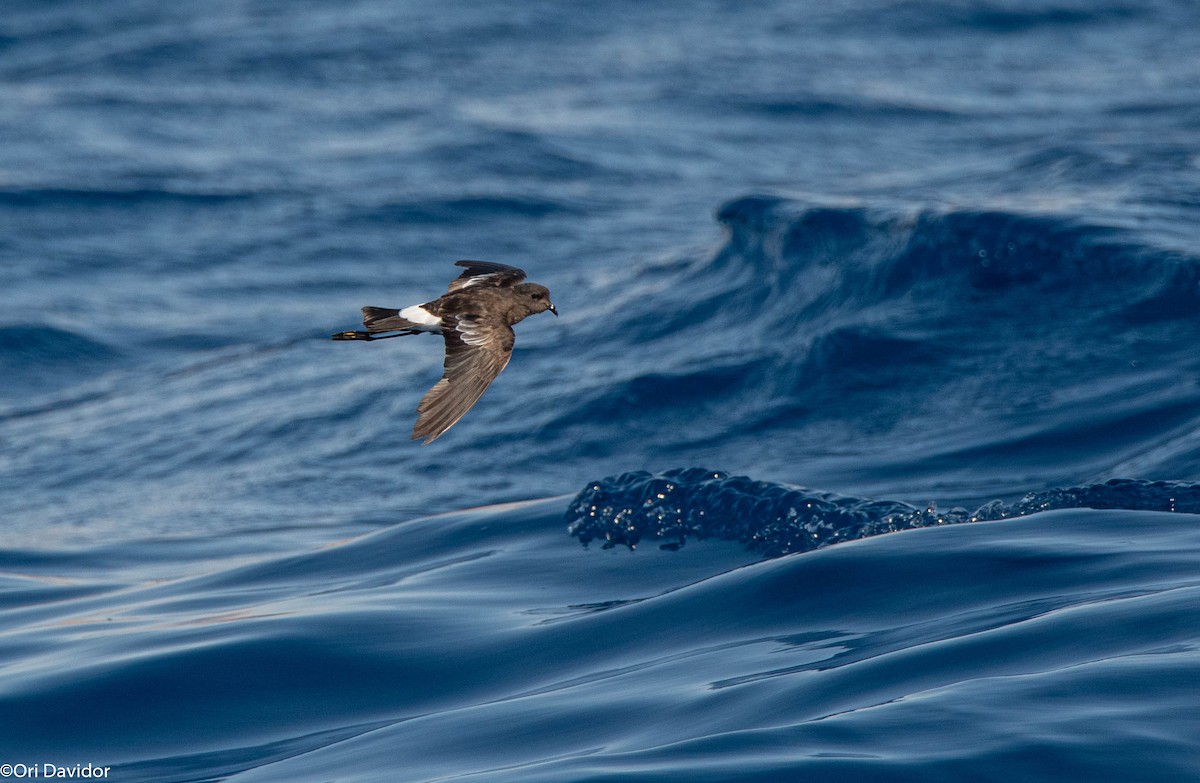 Wilson's Storm-Petrel - ML640720982