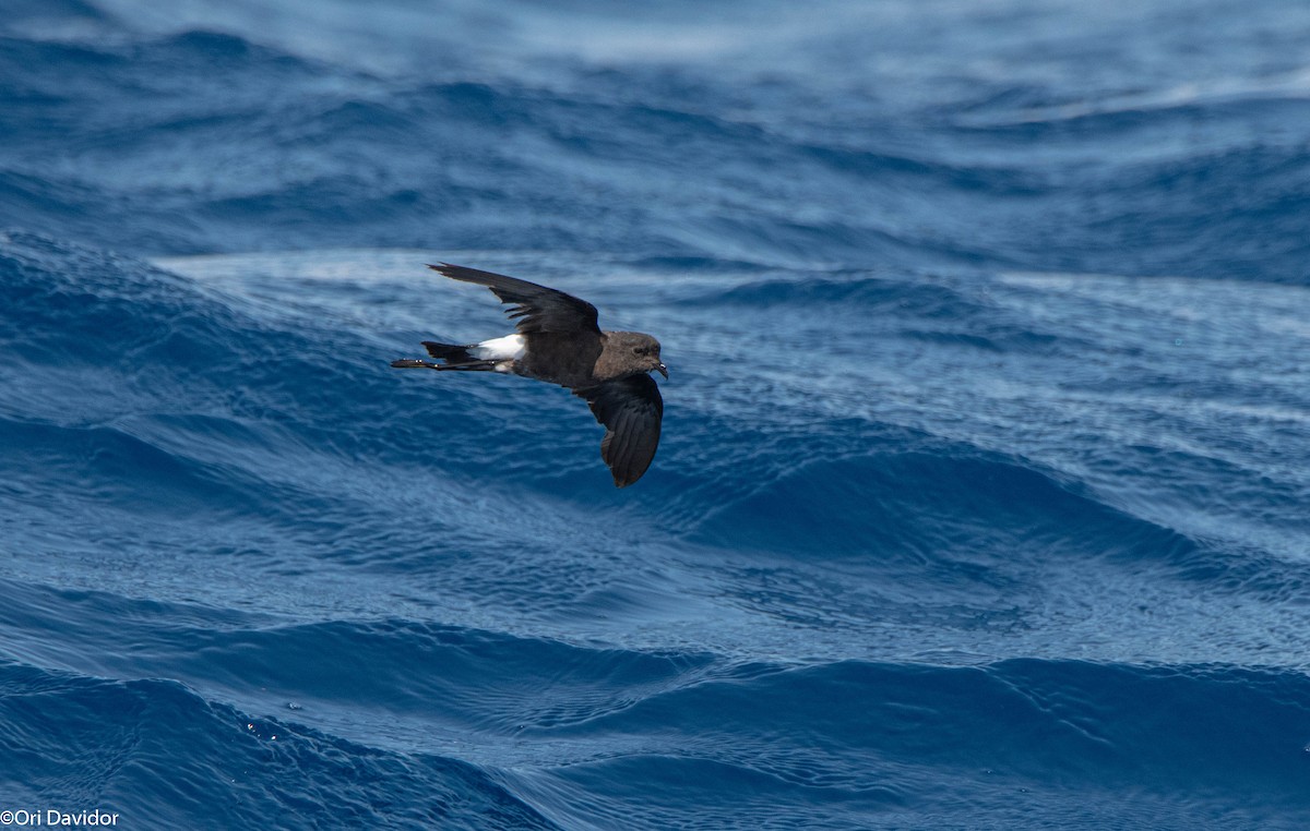 Wilson's Storm-Petrel - ML640720994