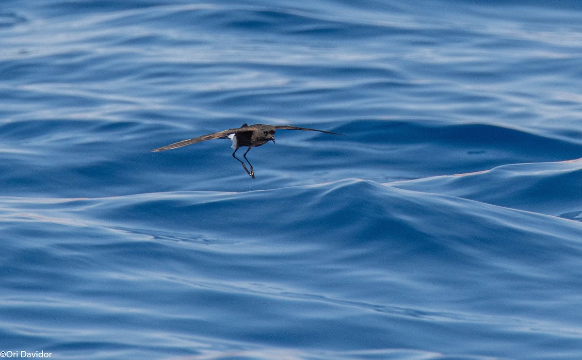 Wilson's Storm-Petrel - ML640720997