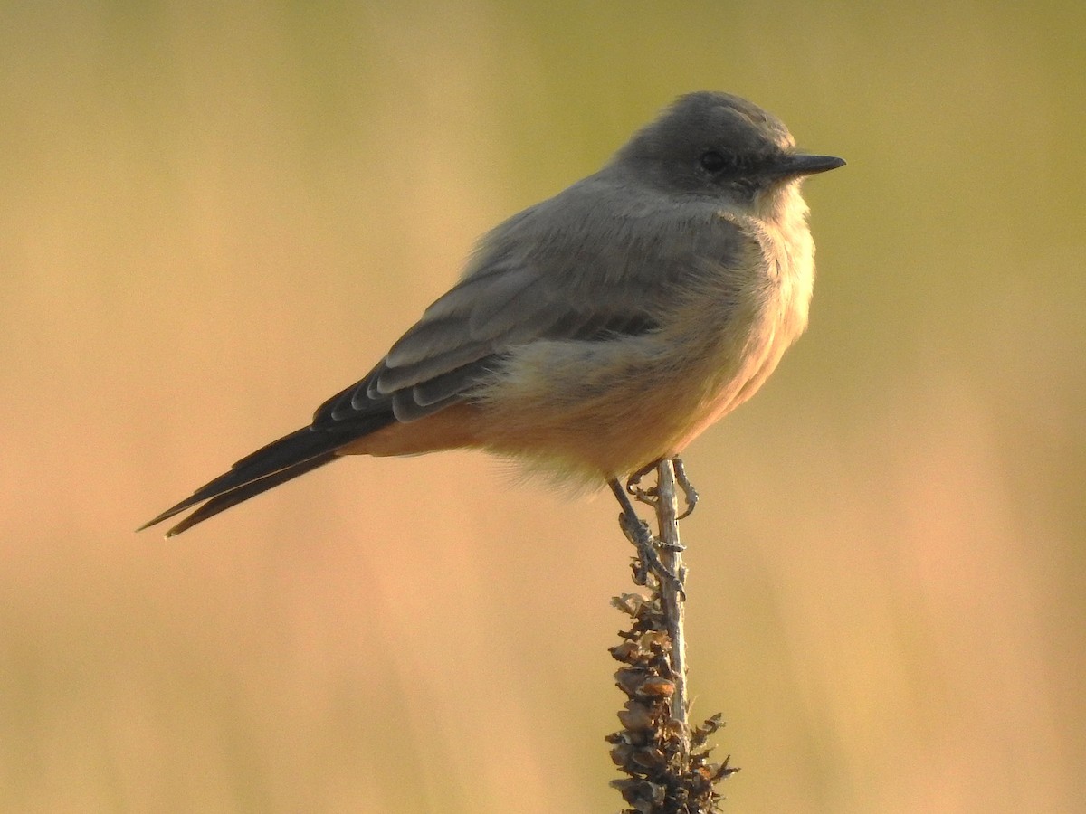 Say's Phoebe - ML640721005