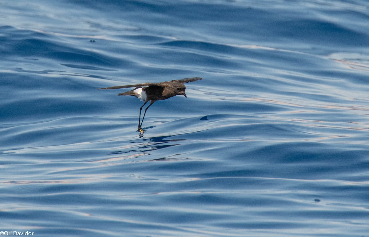 Wilson's Storm-Petrel - ML640721006