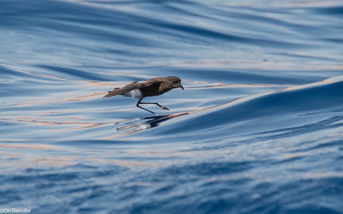 Wilson's Storm-Petrel - ML640721015