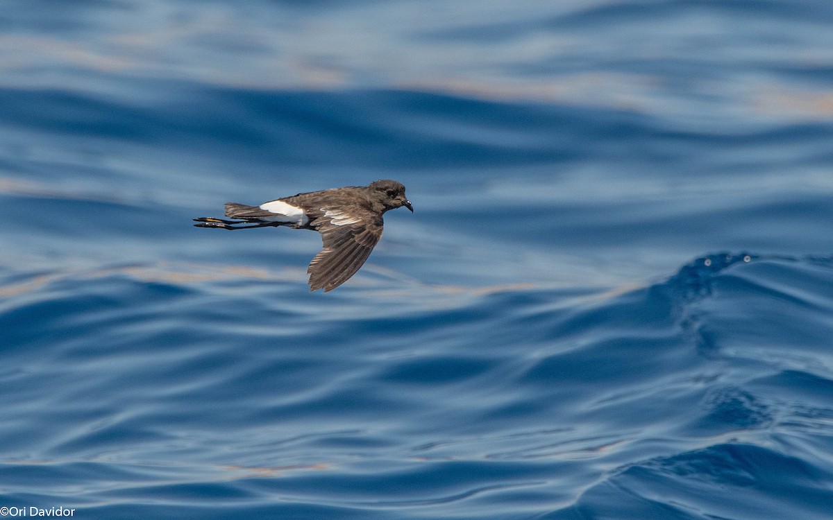 Wilson's Storm-Petrel - ML640721019