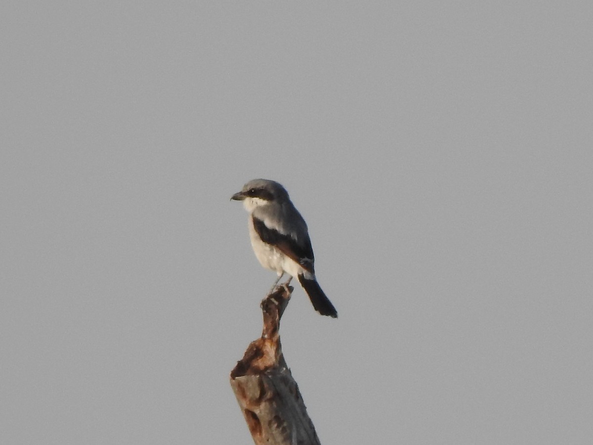 Loggerhead Shrike - ML640721025