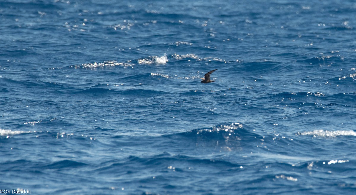 Swinhoe's Storm-Petrel - ML640721028