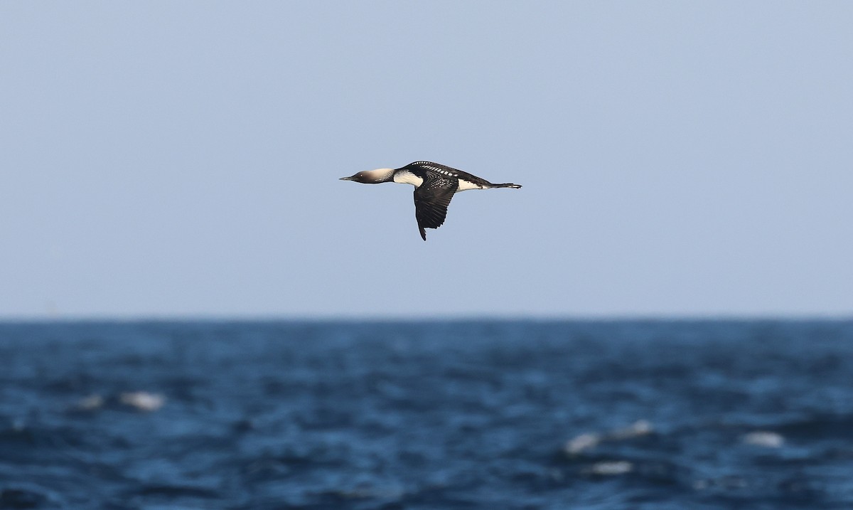 Pacific Loon - ML640721036