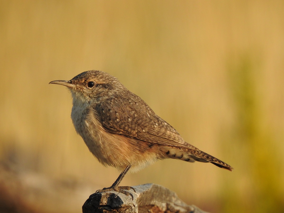 Rock Wren - ML640721037