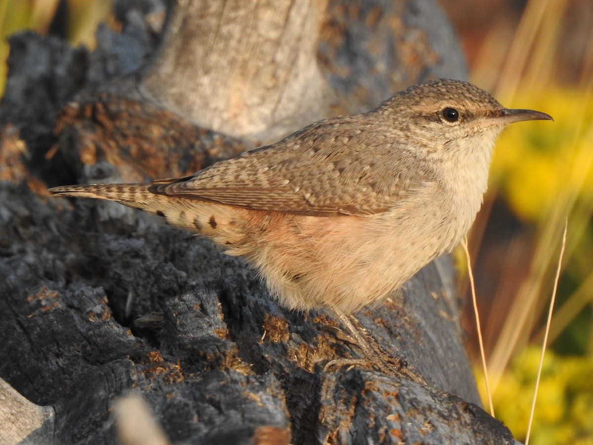 Rock Wren - ML640721042