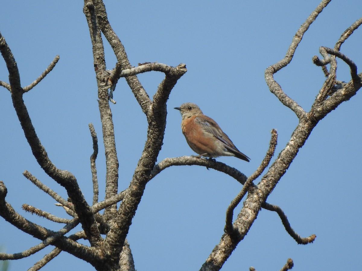 Western Bluebird - ML640721050