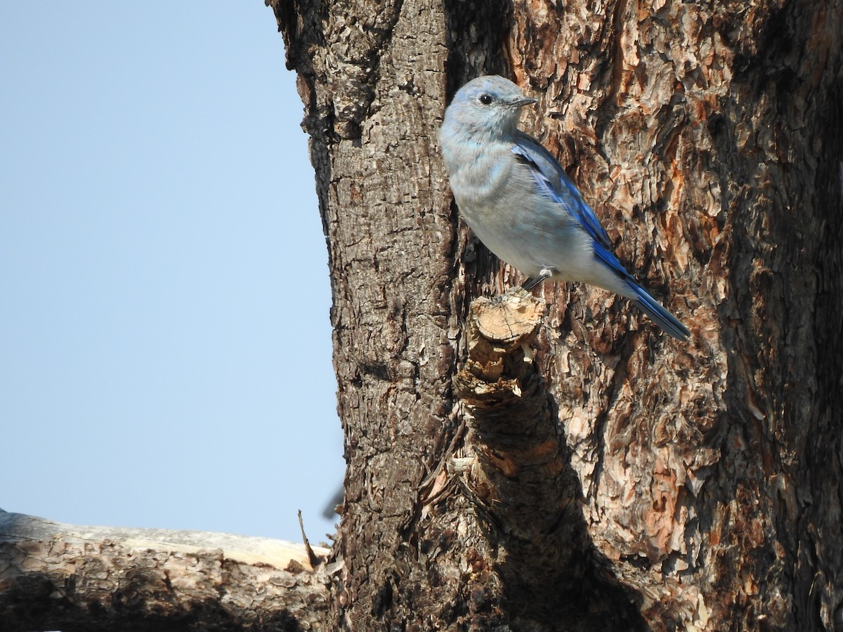 Mountain Bluebird - ML640721063