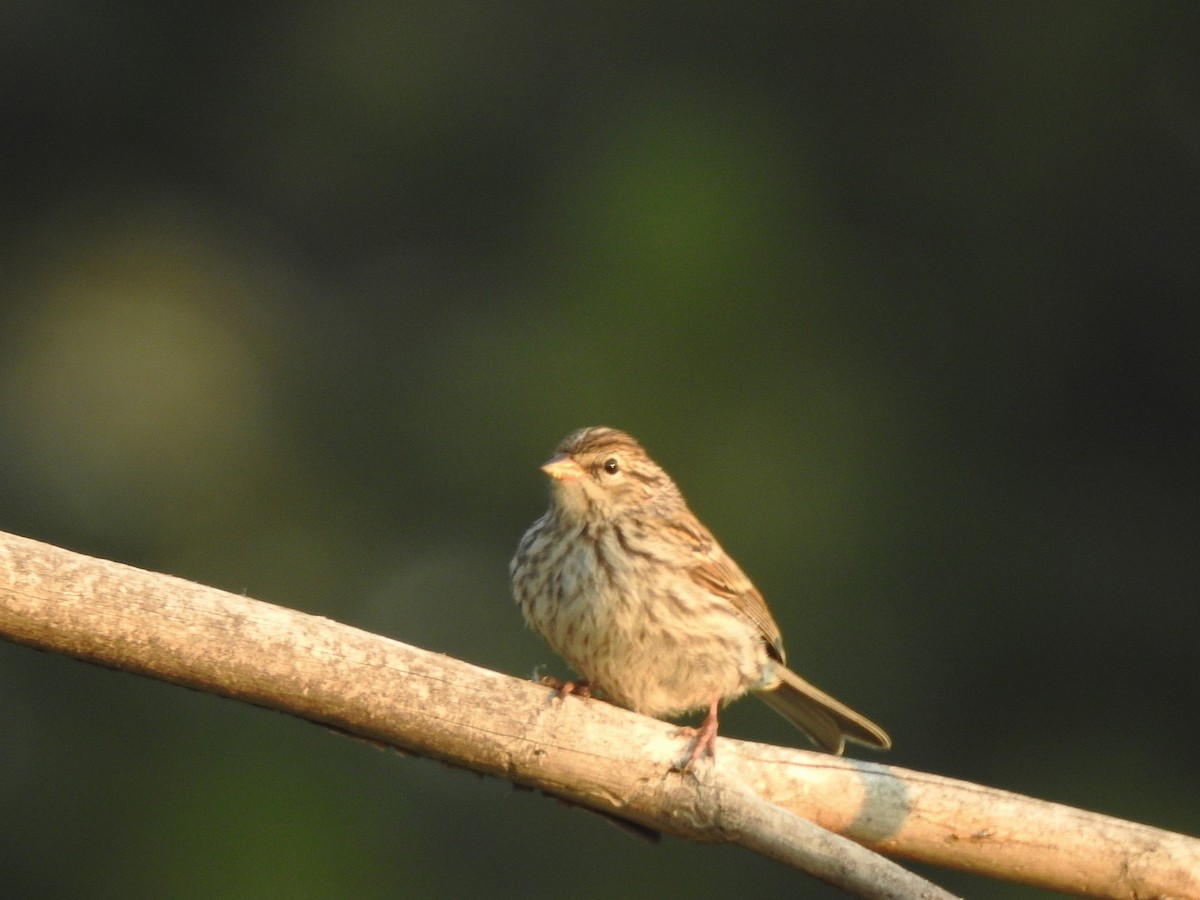 Chipping Sparrow - ML640721077