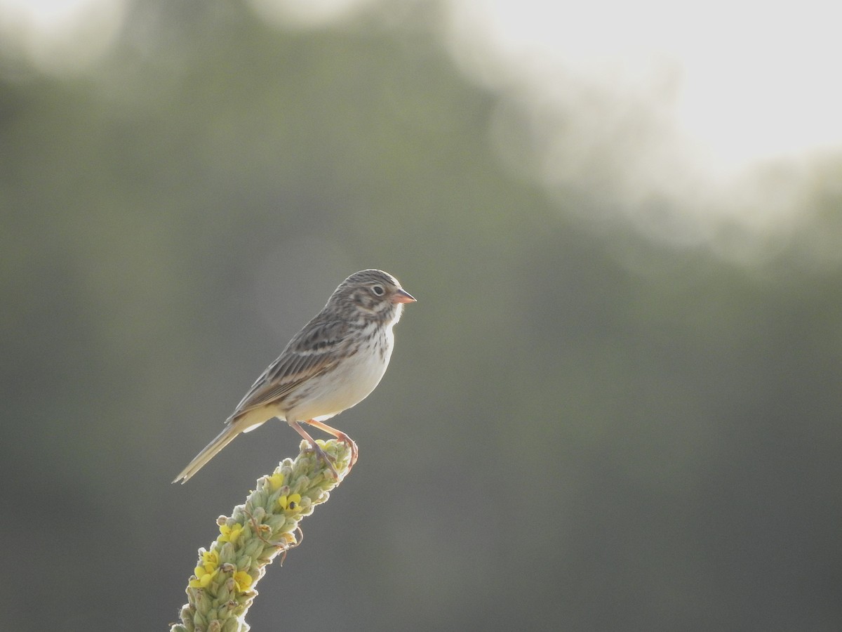 Vesper Sparrow - ML640721087