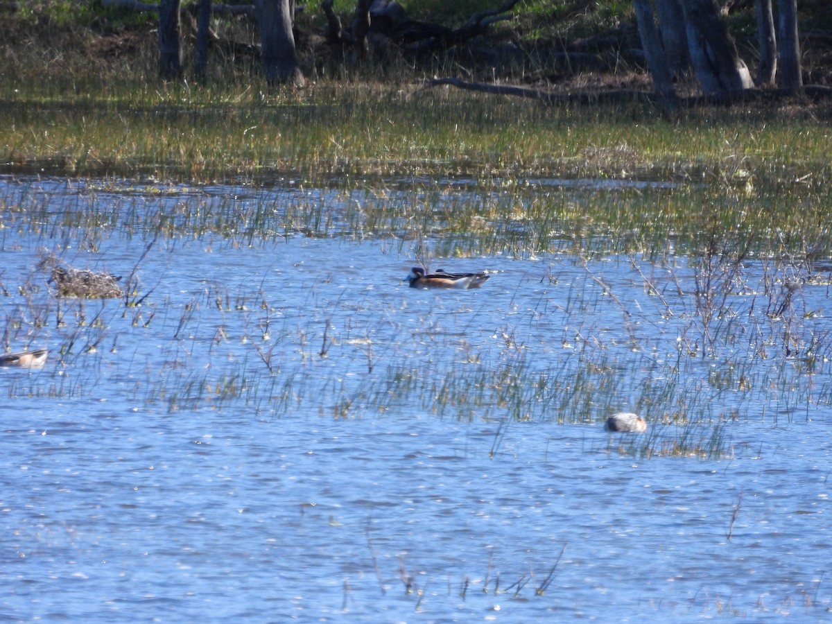 Chiloe Wigeon - ML640721213