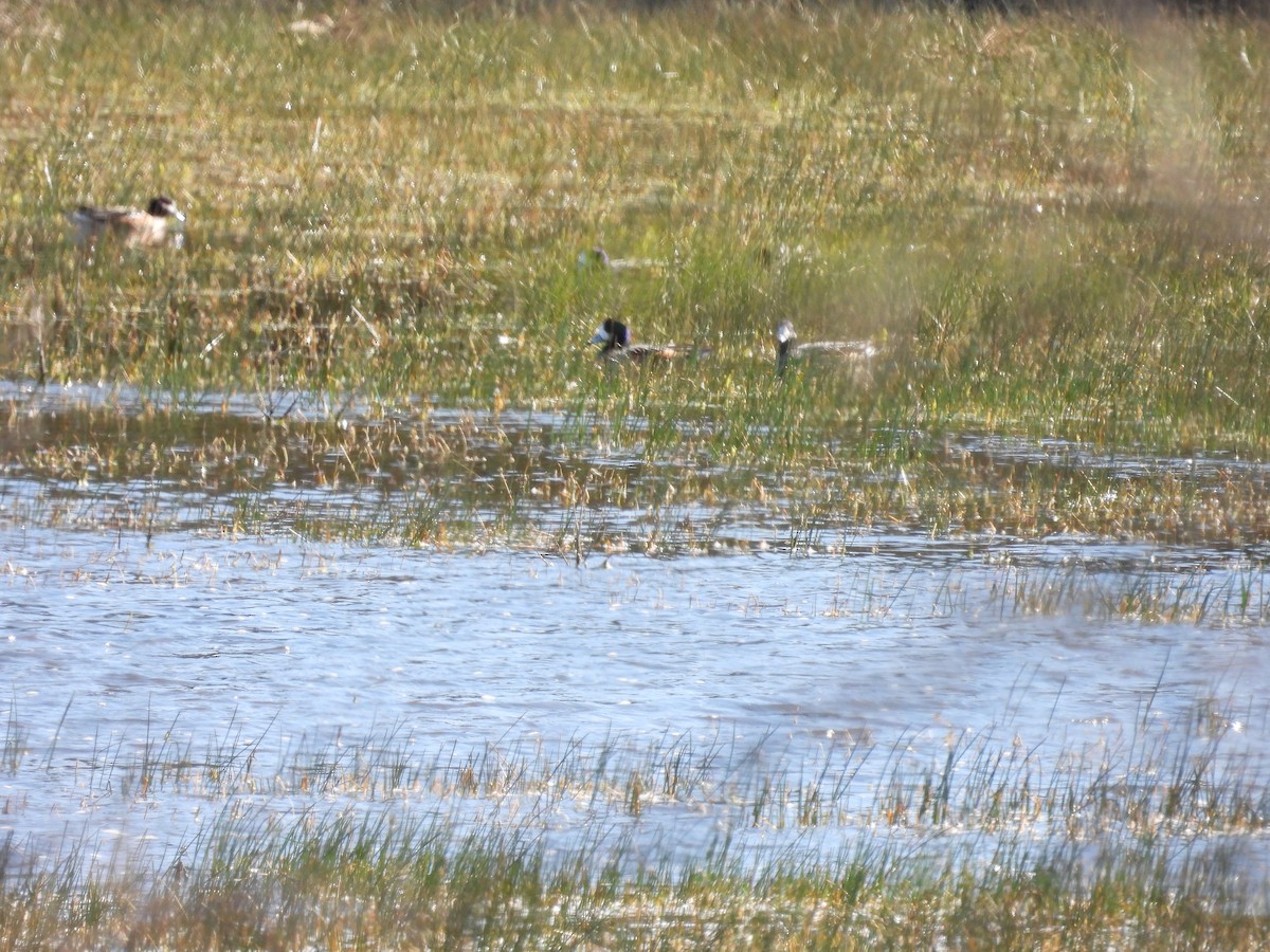 Chiloe Wigeon - ML640721214