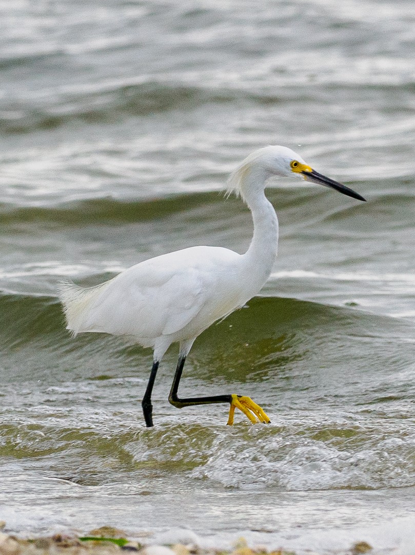 Snowy Egret - ML640721315
