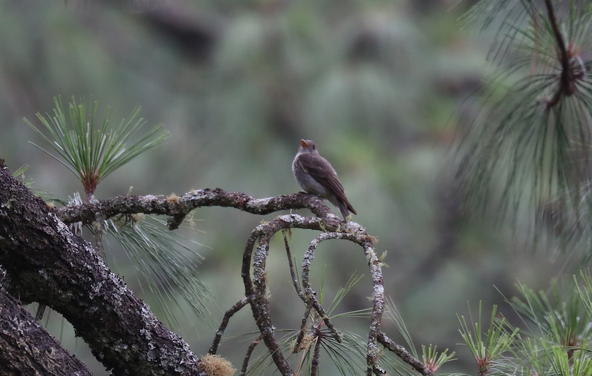 Greater Pewee - ML640721324