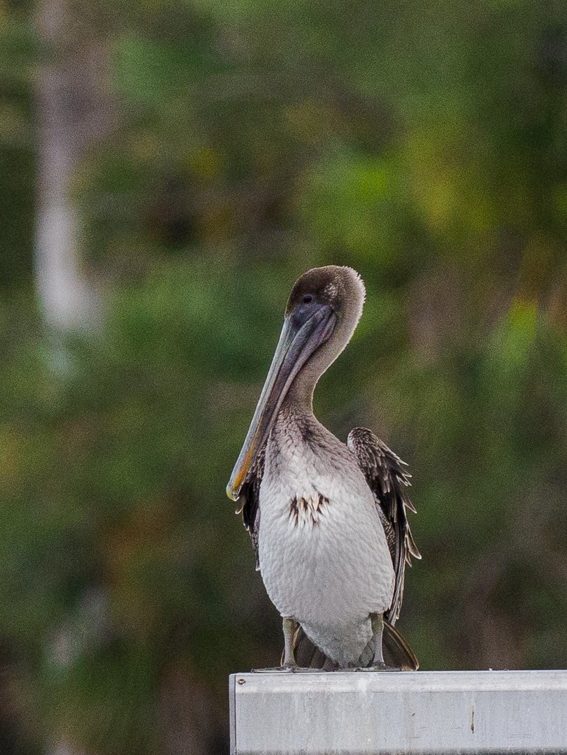 Brown Pelican - ML640721328