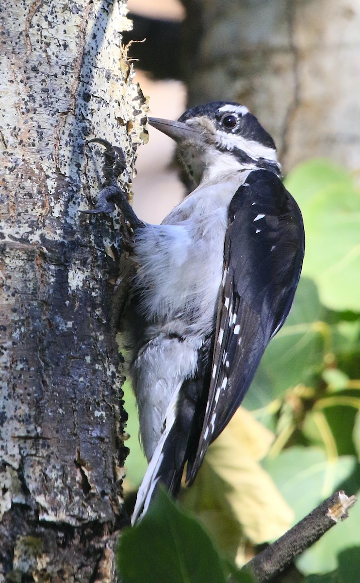 Hairy Woodpecker (Rocky Mts.) - ML640721359