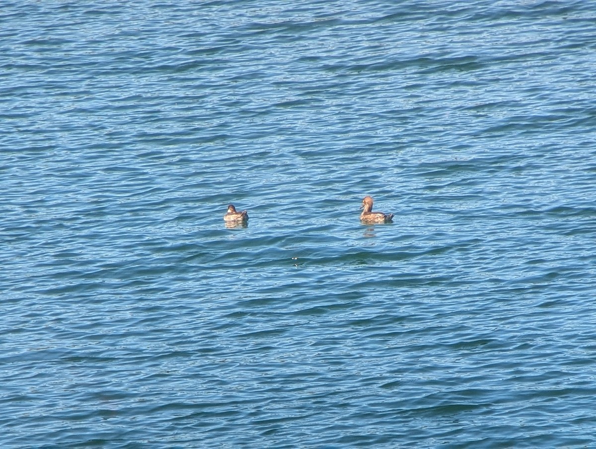 オウギアイサ - ML640721404