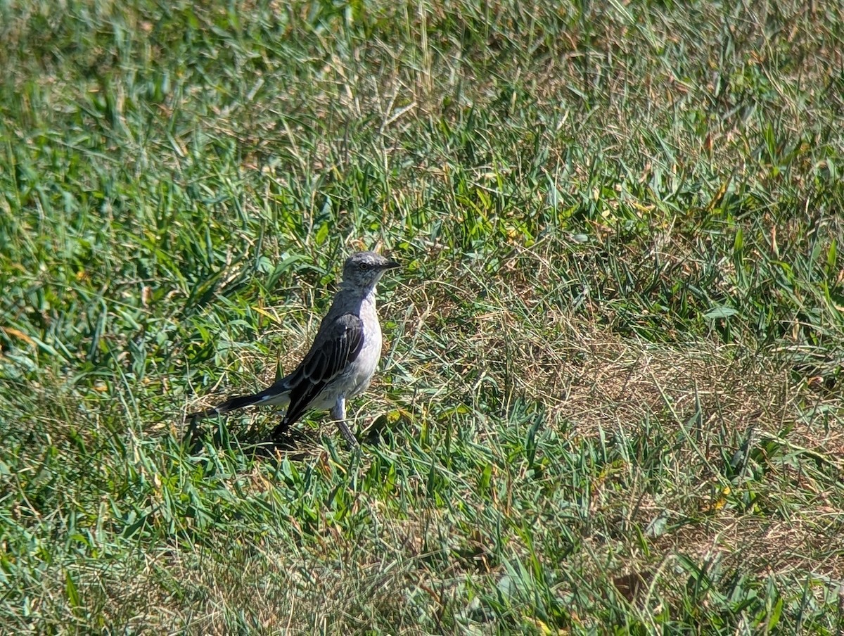 マネシツグミ - ML640721419