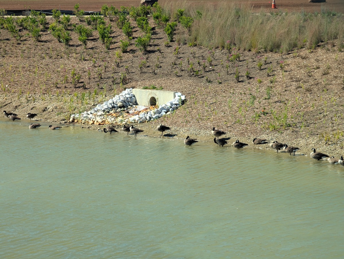 カナダガン - ML640721429