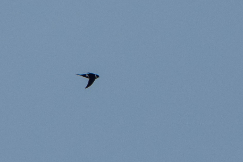 Lesser Swallow-tailed Swift - ML640721460