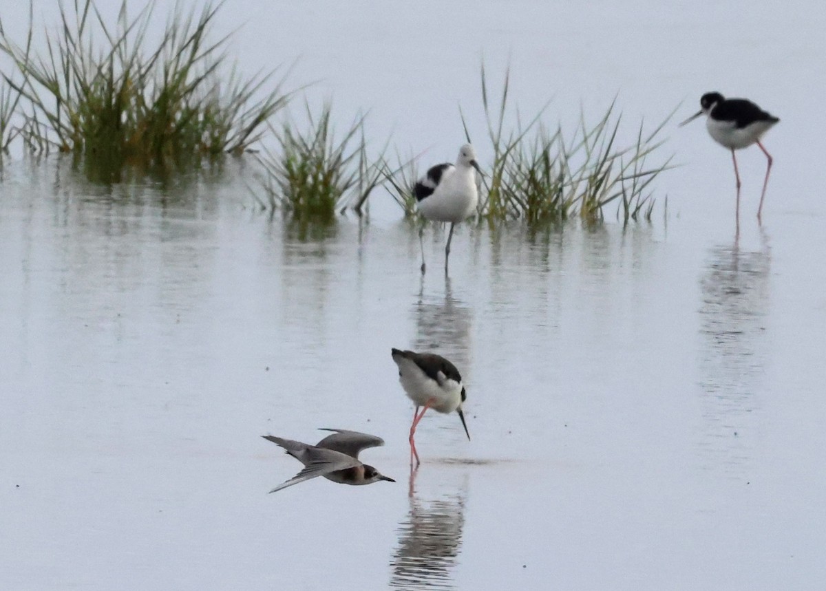 Black Tern - ML640721465