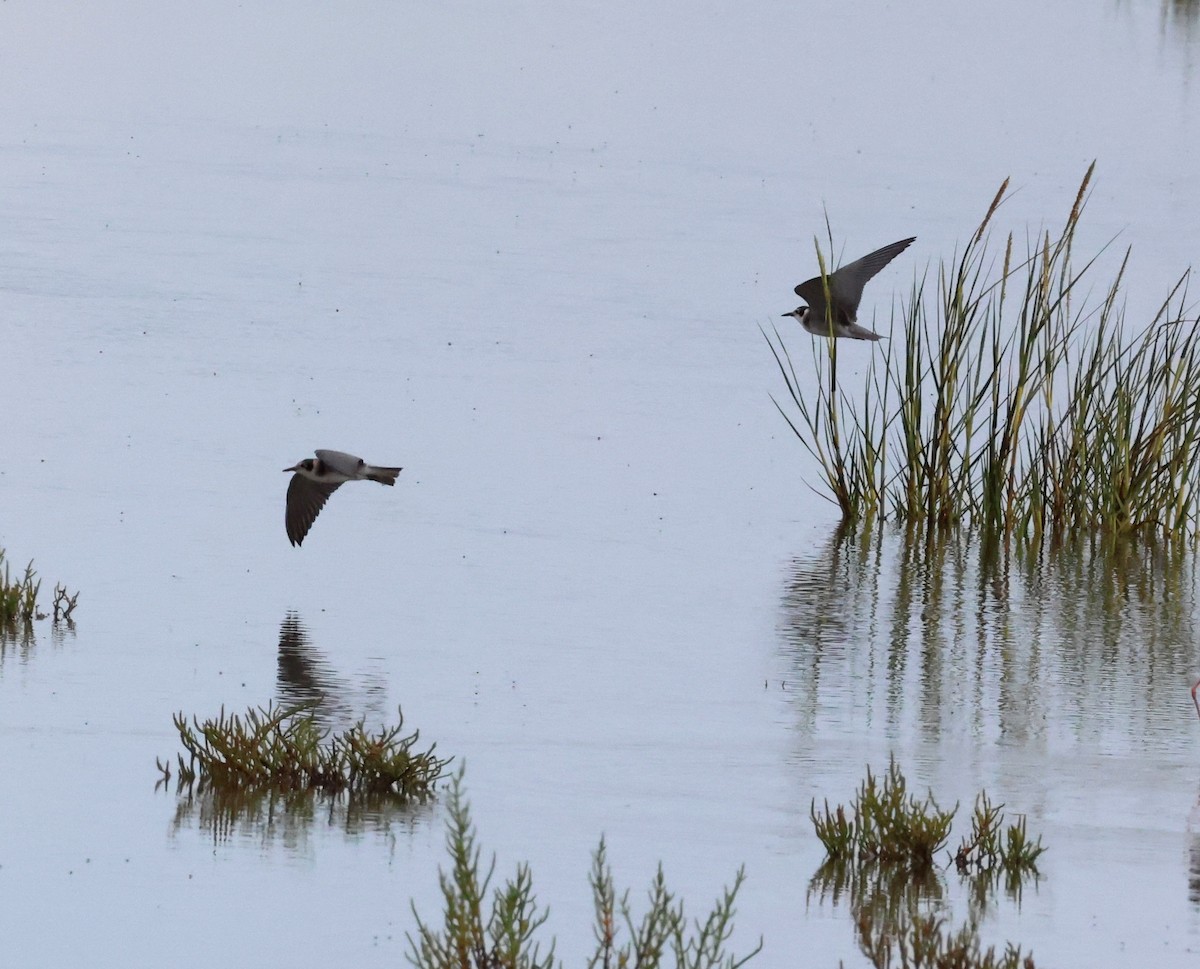 Black Tern - ML640721466