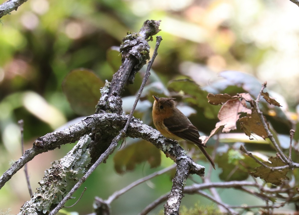 Tufted Flycatcher - ML640721591