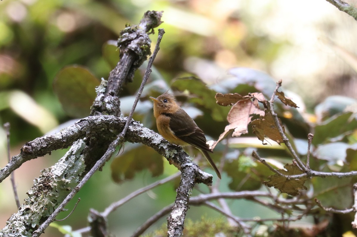 Tufted Flycatcher - ML640721592
