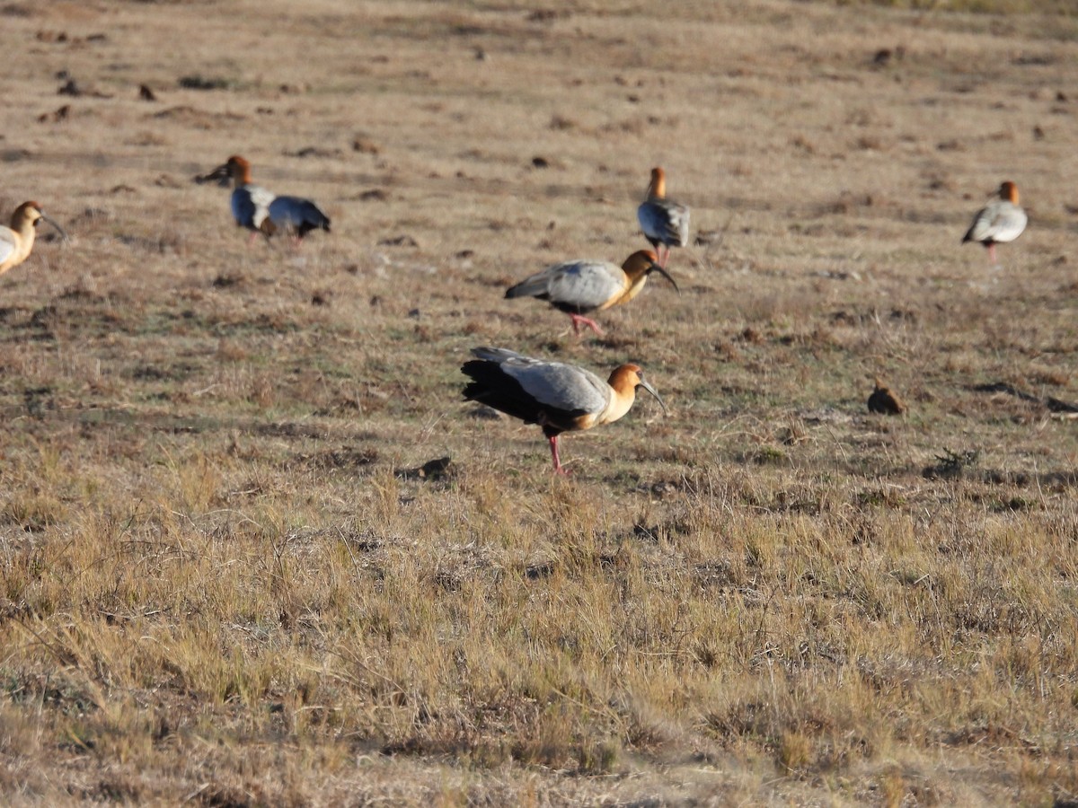 Black-faced Ibis - ML640721600