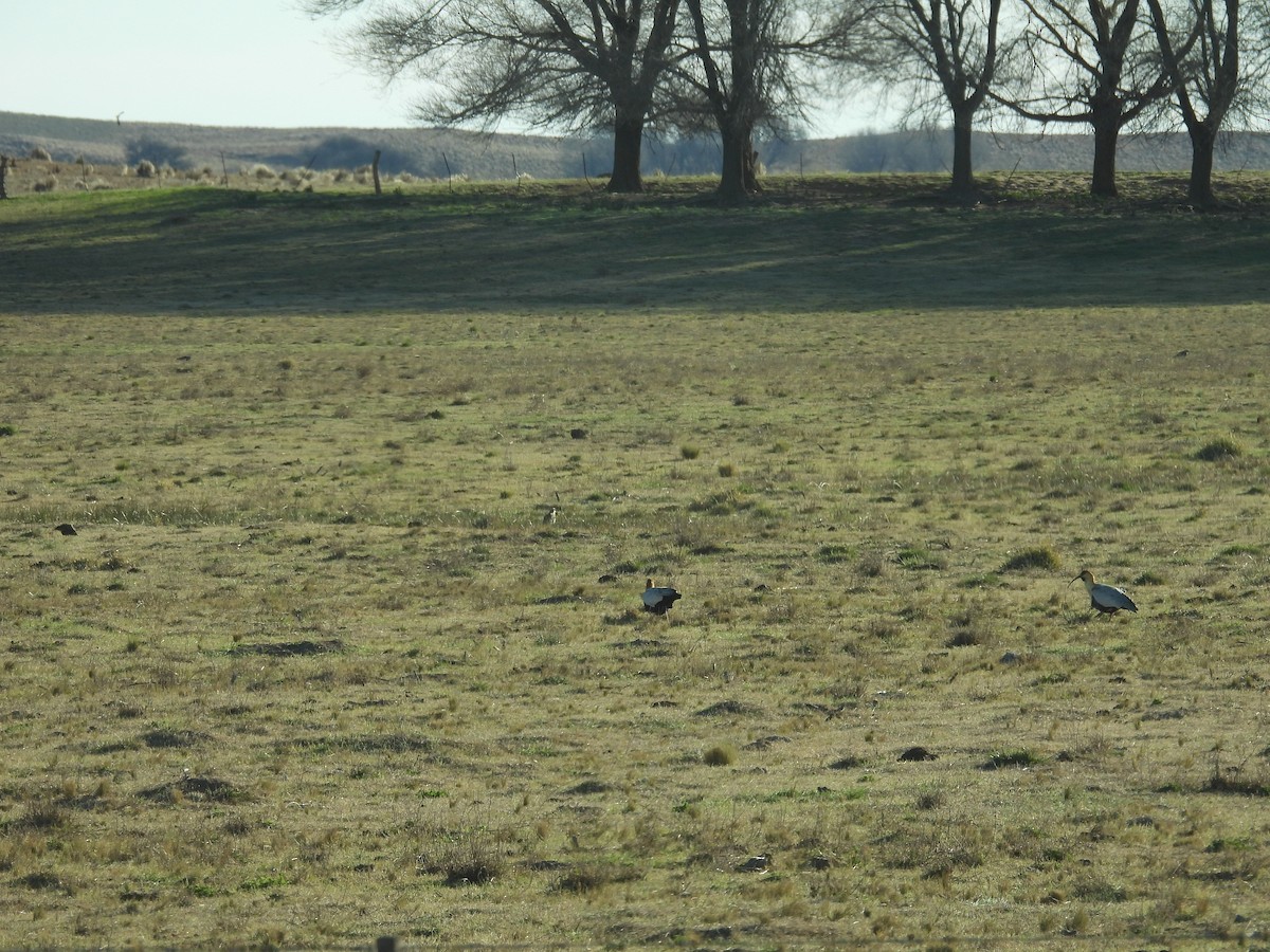 Black-faced Ibis - ML640721601