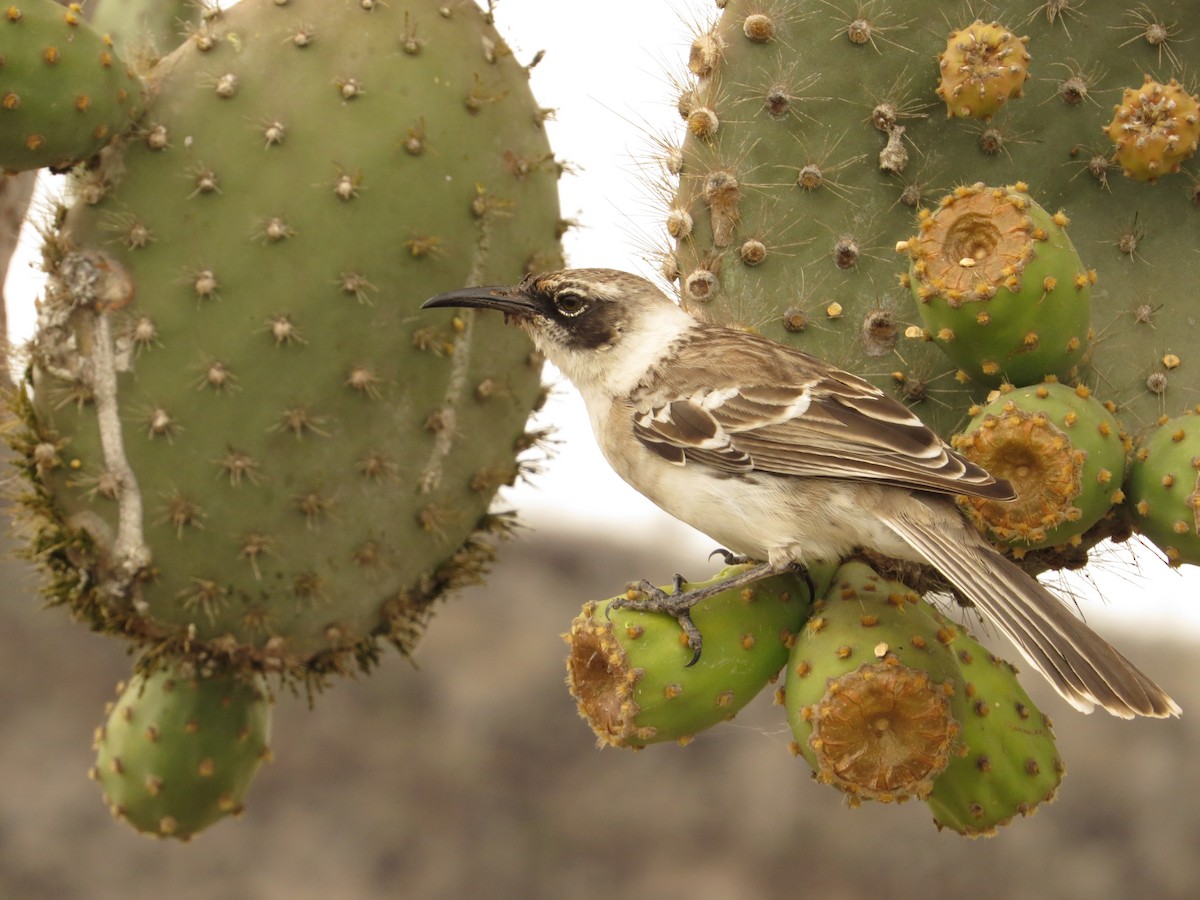 Galapagos Mockingbird - ML640721630