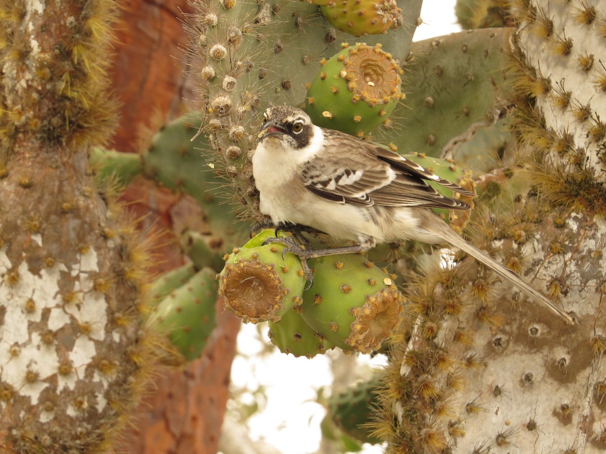 Galapagos Mockingbird - ML640721639