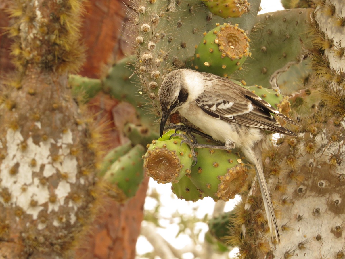 Galapagos Mockingbird - ML640721642