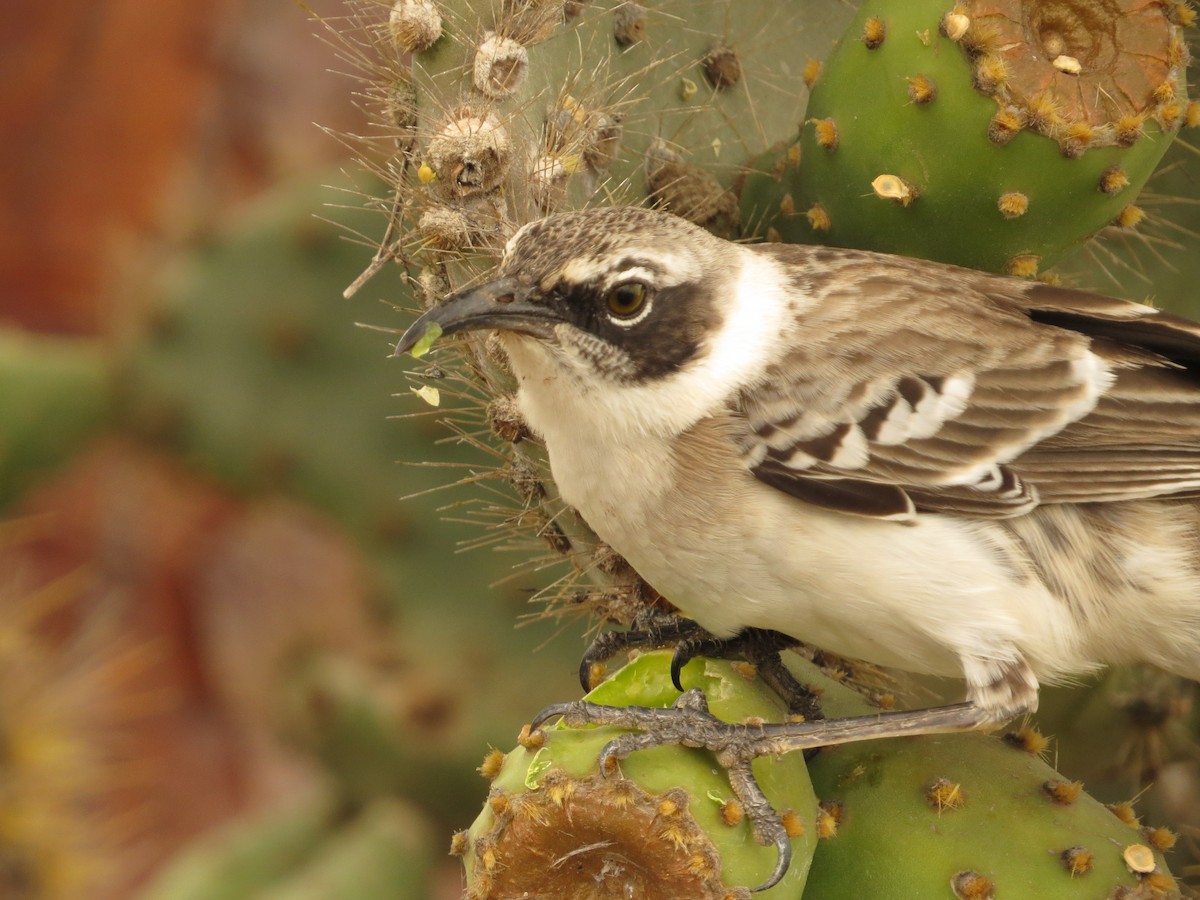 Galapagos Mockingbird - ML640721651