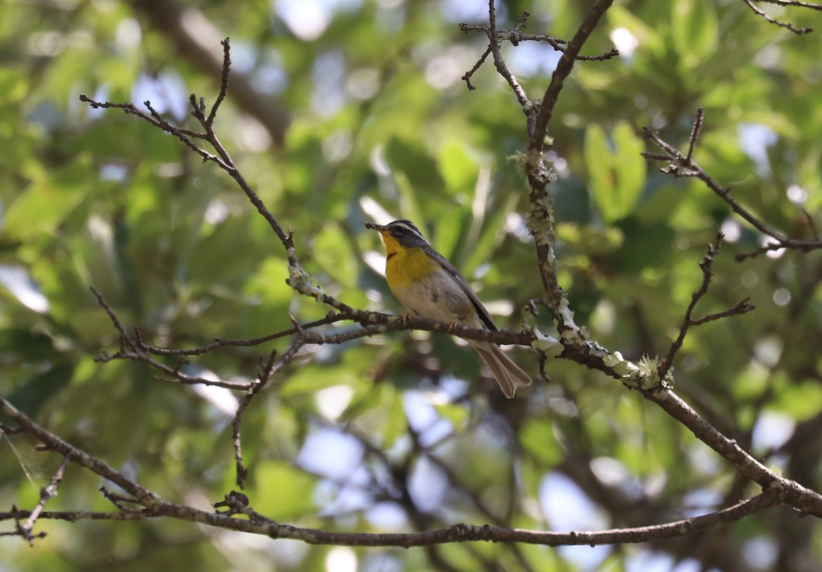 Crescent-chested Warbler - ML640721655