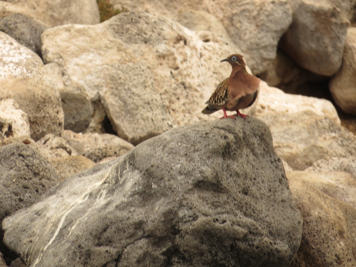 Galapagos Dove - ML640721689