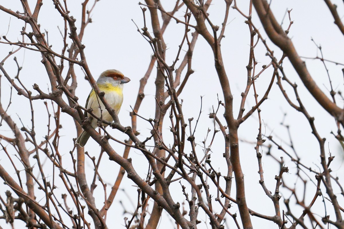Rufous-browed Peppershrike - ML640721811