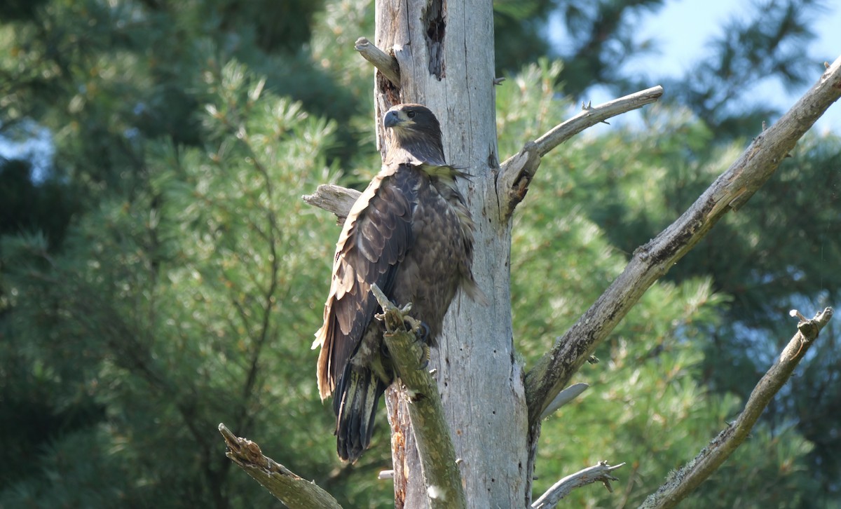 Weißkopf-Seeadler - ML640721873