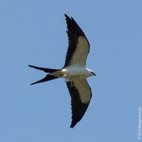 Swallow-tailed Kite - ML640721933