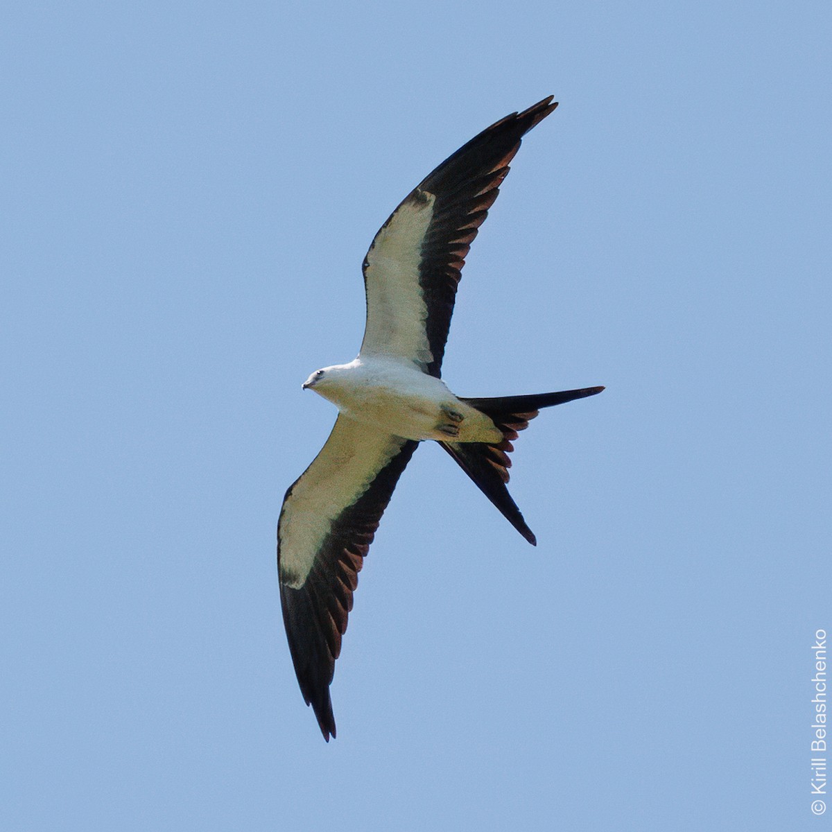 Swallow-tailed Kite - ML640721934