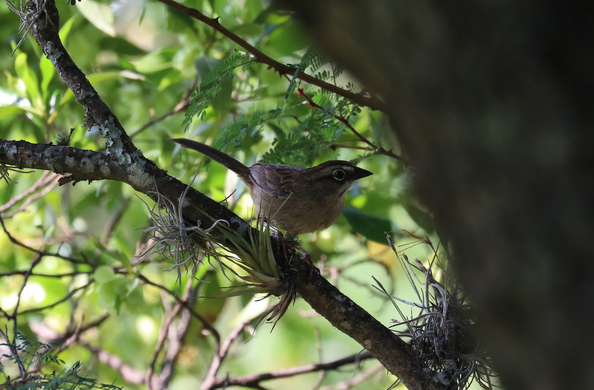 Oaxaca Sparrow - ML640721968