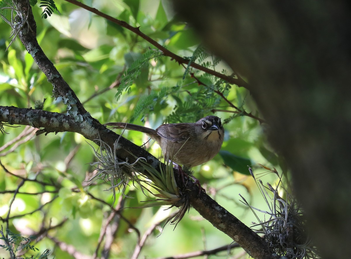 Oaxaca Sparrow - ML640721969