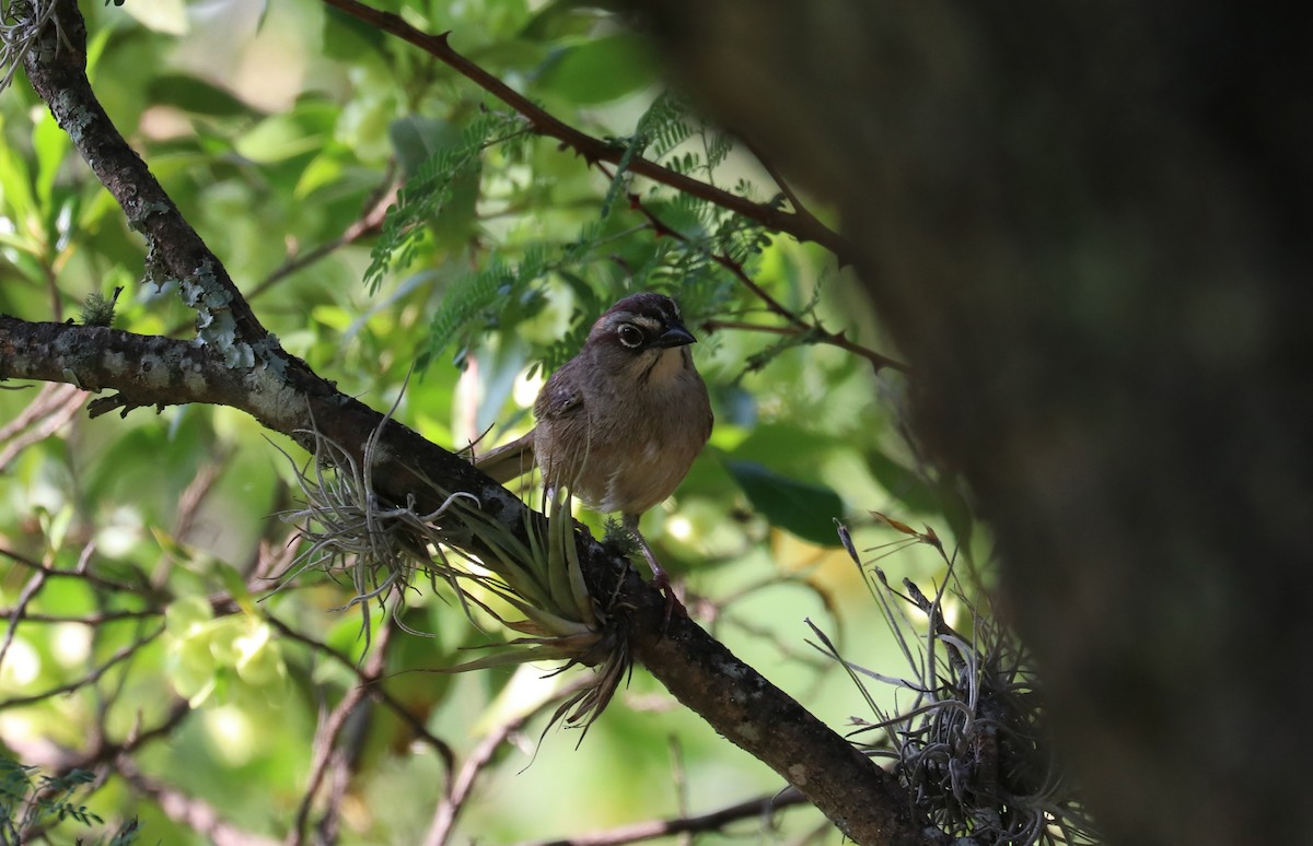 Oaxaca Sparrow - ML640721970
