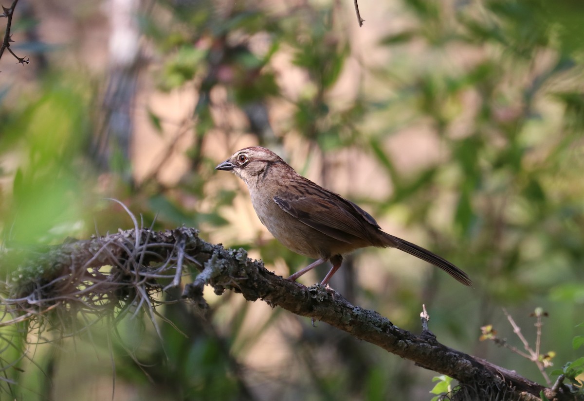 Oaxaca Sparrow - ML640721971