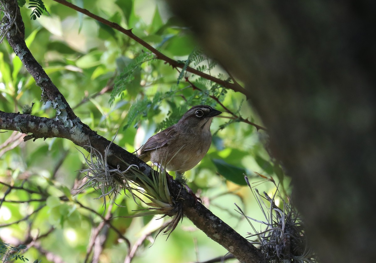 Oaxaca Sparrow - ML640721972