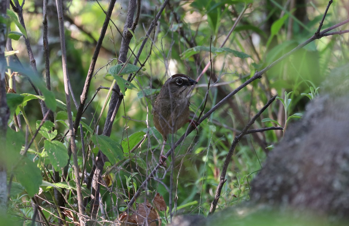 Oaxaca Sparrow - ML640721983