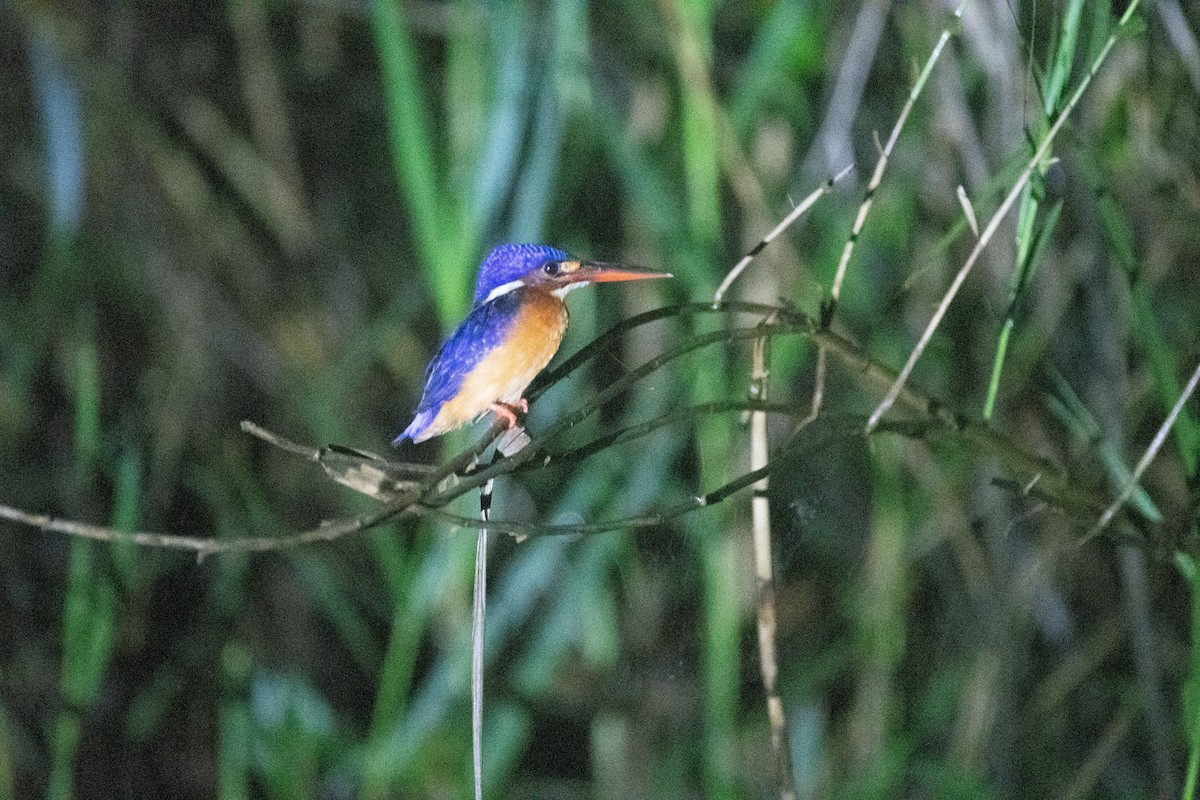 Blue-eared Kingfisher - ML640722087